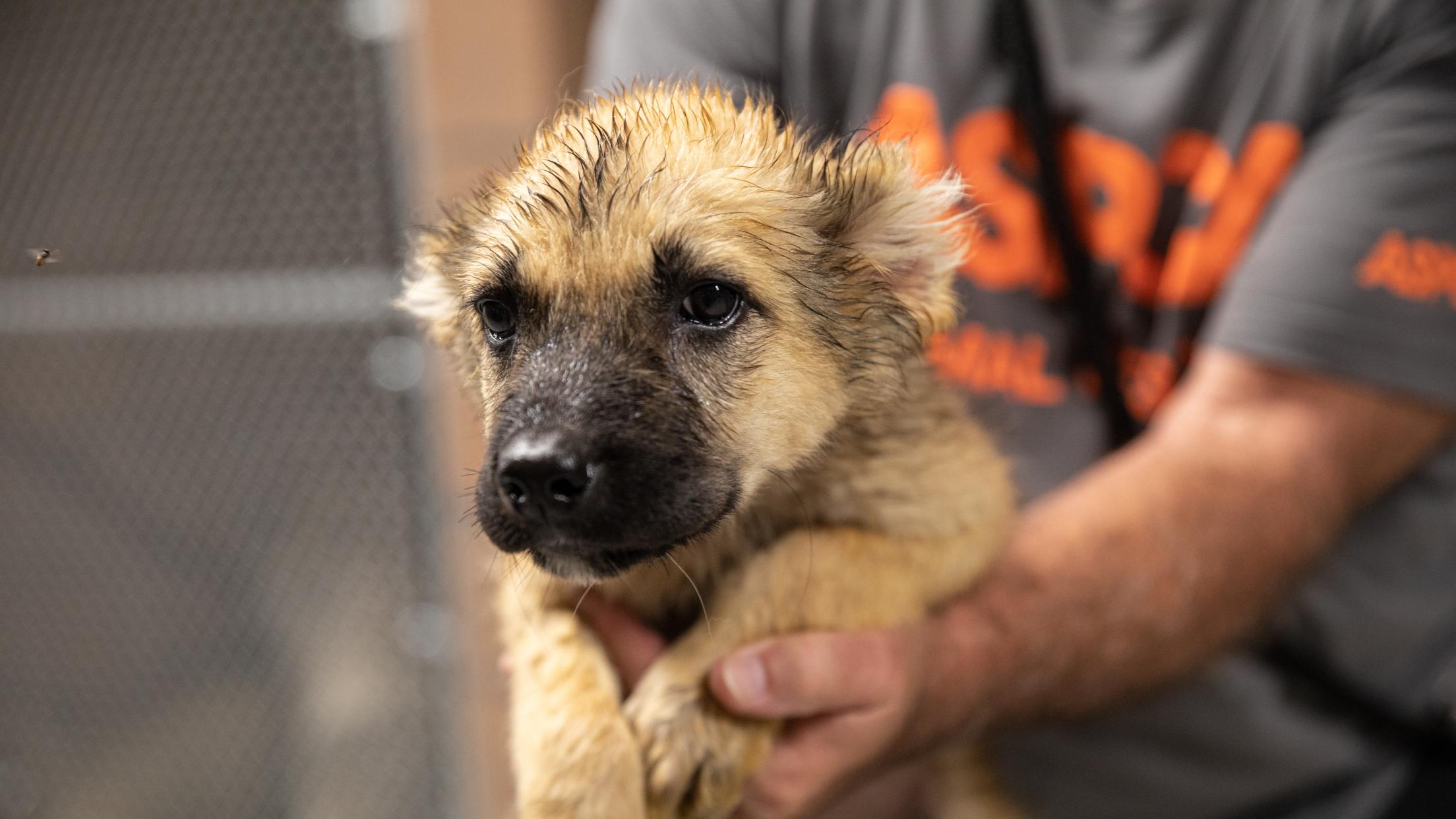 ASPCA rescues nearly 300 animals with help from FedEx | FedEx Cares ASPCA rescues nearly 300 animals with help from FedEx | FedEx Cares