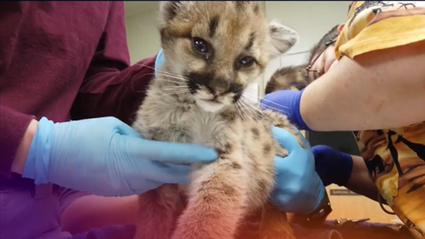 klauw morfine diepvries Four puma kittens delivered safely to Memphis Zoo, courtesy of FedEx |  FedEx Cares